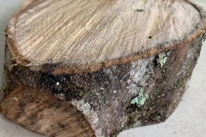 Crafting with Magnolia Wood: A Woodworking Guide Step-by-Step Guides, Tools & Inspiration to Build Beautiful Wooden Decor on a Budget Crafting with Magnolia Wood: A Woodworking Guide | Step-by-Step Guides, Tools & Inspiration to Build Beautiful Wooden Decor on a Budget