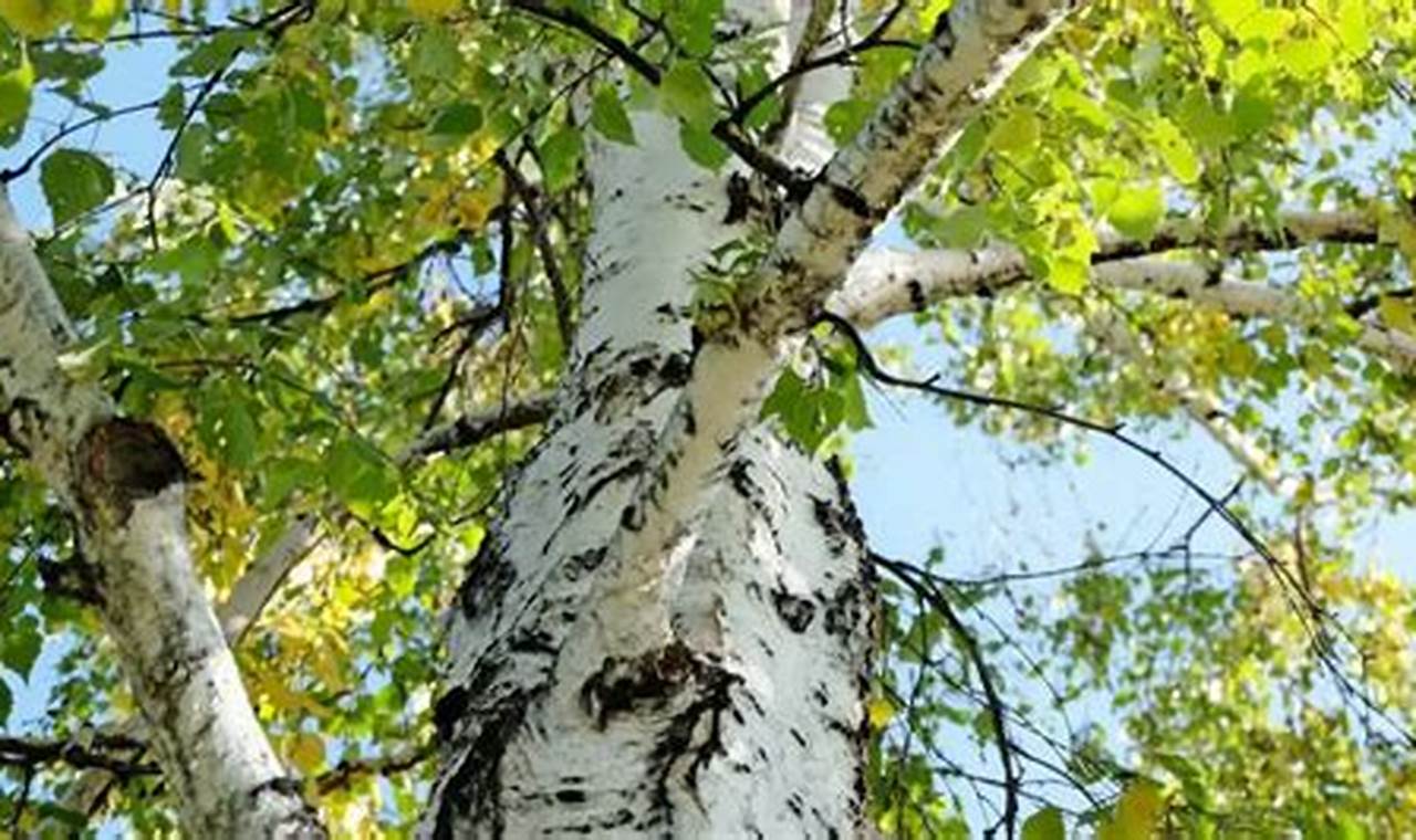 Guide: Birch Wood for Woodworking Projects + Tips Step-by-Step Guides, Tools & Inspiration to Build Beautiful Wooden Decor on a Budget Guide: Birch Wood for Woodworking Projects + Tips | Step-by-Step Guides, Tools & Inspiration to Build Beautiful Wooden Decor on a Budget