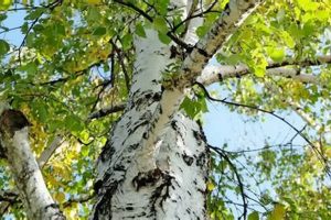 Crafting with Birch Wood: Woodworking Projects & Ideas | Step-by-Step Guides, Tools & Inspiration to Build Beautiful Wooden Decor on a Budget