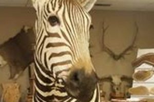 Unique Custom Taxidermy Woodworks: Art & Nature Step-by-Step Guides, Tools & Inspiration to Build Beautiful Wooden Decor on a Budget Unique Custom Taxidermy Woodworks: Art & Nature | Step-by-Step Guides, Tools & Inspiration to Build Beautiful Wooden Decor on a Budget