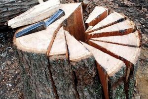 Premium Oak Tree Woodworking Supplies | Shop Now! | Step-by-Step Guides, Tools & Inspiration to Build Beautiful Wooden Decor on a Budget