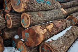 Guide: Where to Buy Walnut Wood for Woodworking Projects Tips Step-by-Step Guides, Tools & Inspiration to Build Beautiful Wooden Decor on a Budget Guide: Where to Buy Walnut Wood for Woodworking Projects Tips | Step-by-Step Guides, Tools & Inspiration to Build Beautiful Wooden Decor on a Budget